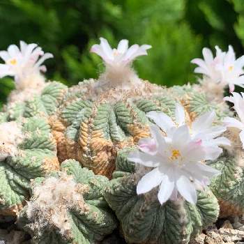 花籠の投稿画像一覧 Greensnap グリーンスナップ