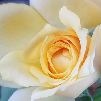 夏のバラの画像 by はなちゃんさん | 鉢植えとバラ好きと花のある生活と夏のバラ