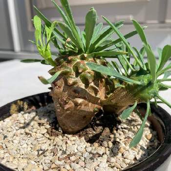 峨眉山鉄甲の投稿画像一覧 Greensnap グリーンスナップ