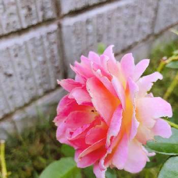 薔薇 エルの投稿画像一覧 Greensnap グリーンスナップ