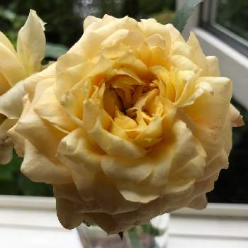 夏のバラの画像 by アンナプルナさん | 車庫とバラ　キャラメルアンティークと夏のバラとばら バラ 薔薇とビューティフルサンデーと薔薇に魅せられてとバラ大好きと日曜ビタミンカラー♪とバラのある暮らし