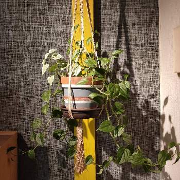 ラブリコの画像 by knさん | 部屋とペペロミア セルペンスと観葉植物とハンギングとラブリコと鉢植えとマクラメハンギングとDAISO