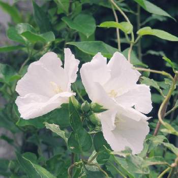 ムクゲ ローズオブシャロンの投稿画像一覧 Greensnap グリーンスナップ