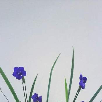 オクラレルカの投稿画像一覧 Greensnap グリーンスナップ