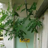 モンキーポッドの育て方 種まきや植え付けの時期は 庭木にもできる Greensnap グリーンスナップ