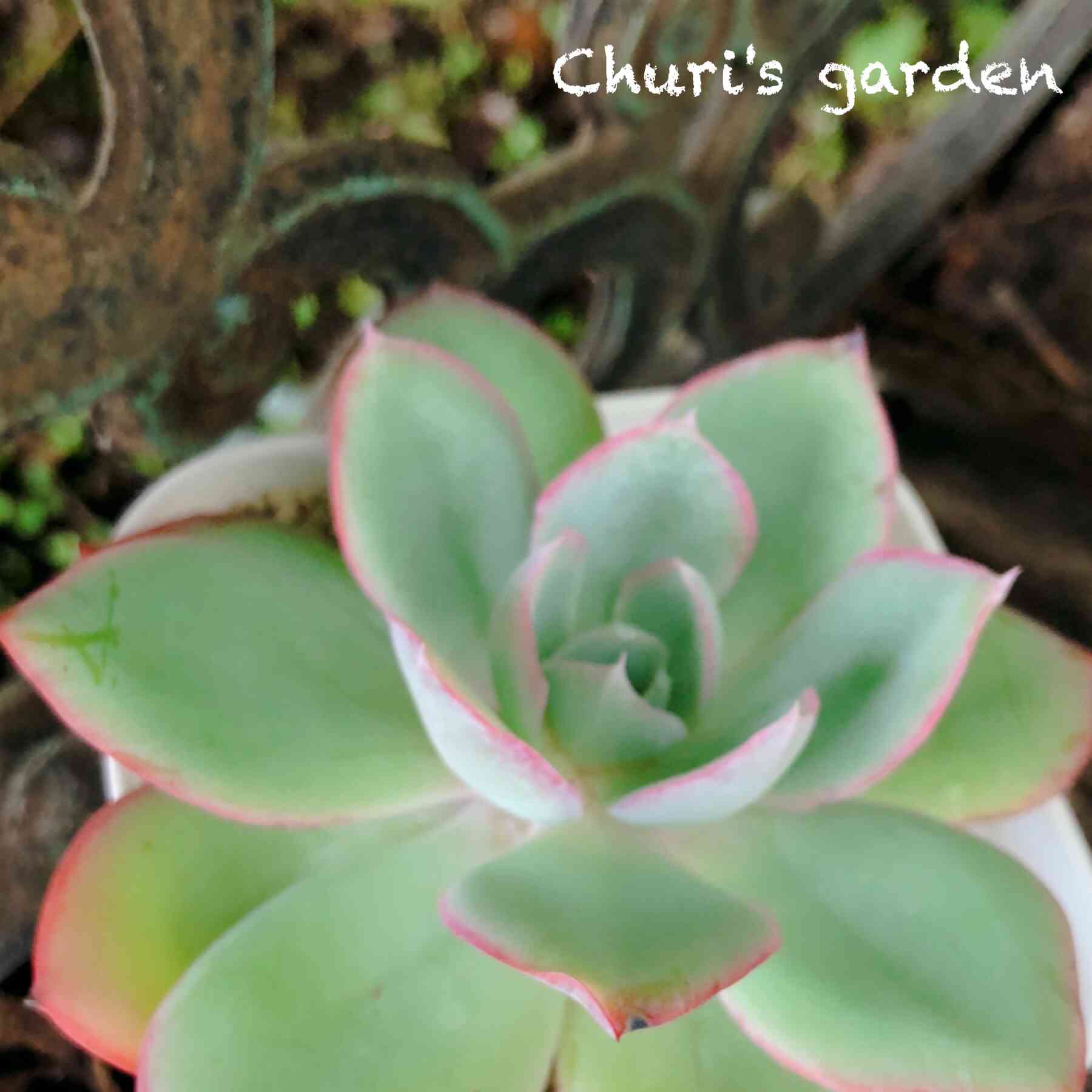 ネオンライト 多肉の一覧｜🍀GreenSnap（グリーンスナップ）