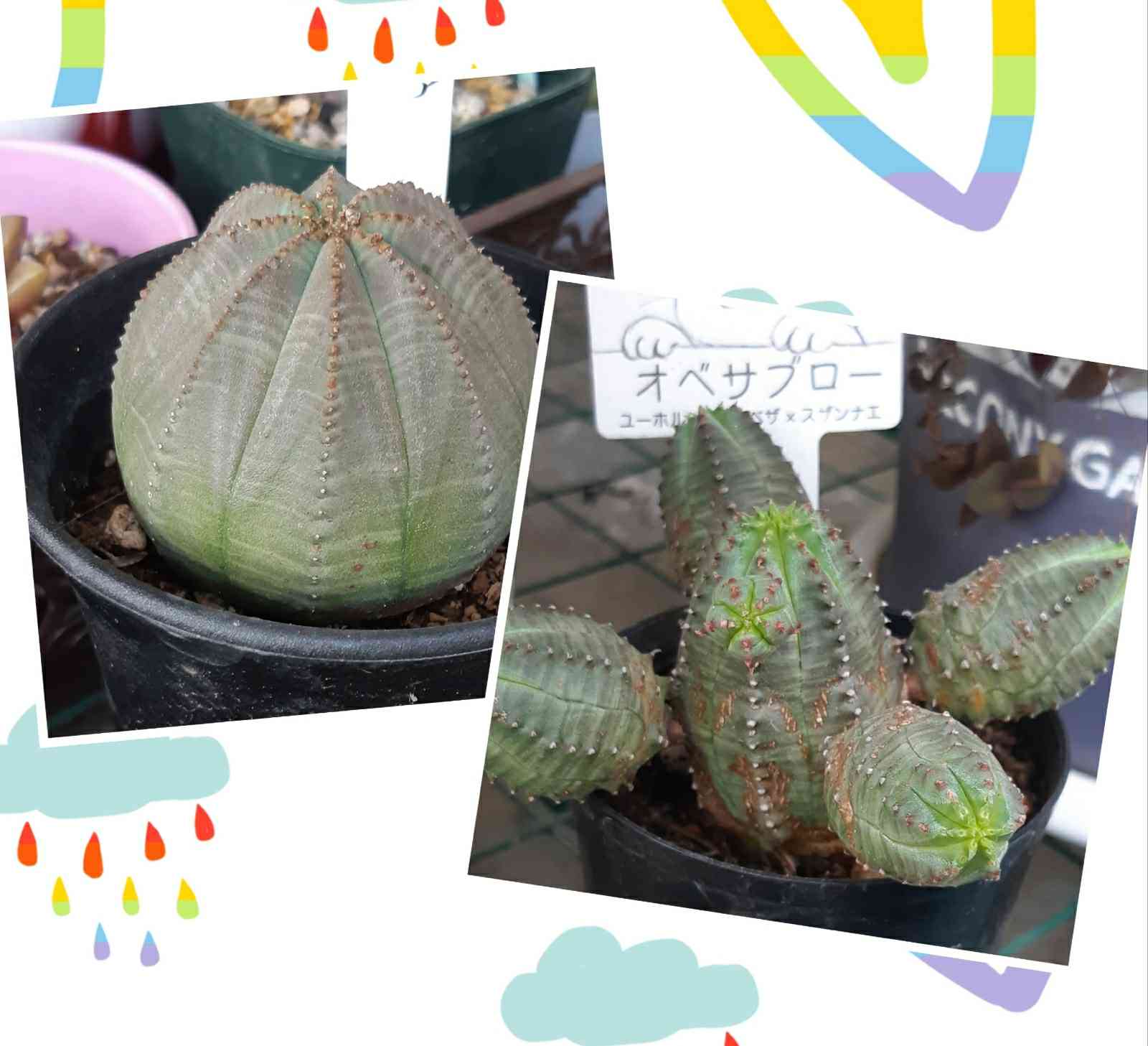 オベサブロウ×オベサ 種を蒔いてみた😃｜🍀GreenSnap（グリーンスナップ）