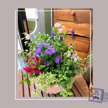 ベロニカ ハミングバードの投稿画像一覧 Greensnap グリーンスナップ