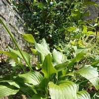 モッコウバラの育て方 鉢植えや挿し木 冬を越す方法は 植え替えは必要 Greensnap グリーンスナップ モッコウバラの育て方 鉢植えや挿し木 冬を越す方法は 植え替えは必要 Greensnap グリーンスナップ