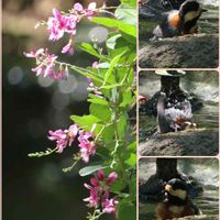 ハギ,野鳥（ヤマガラ）,花のある暮らし,野鳥,ピンクのお花の画像