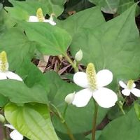 ドクダミの育て方 増やし方には注意が必要 冬越しの対策は Greensnap グリーンスナップ ドクダミの育て方 増やし方には注意が必要 冬越しの対策は Greensnap グリーンスナップ