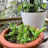 ドラゴンフルーツの育て方 栽培のポイントは 鉢植えでも育つ Greensnap グリーンスナップ