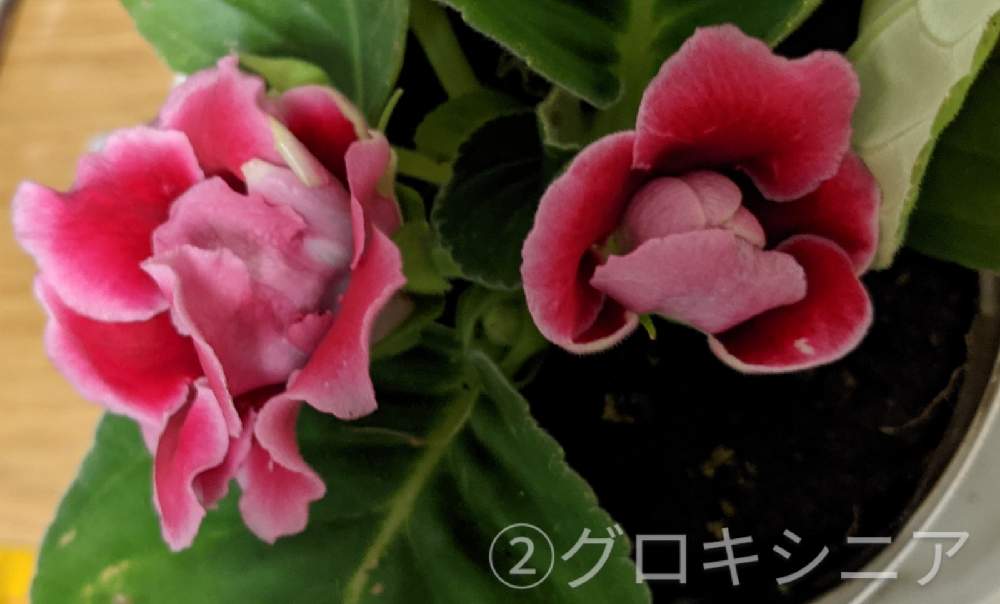 グロキシニア Greensnap グリーンスナップ