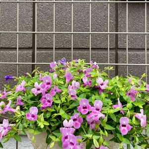ピンクの花,花のある暮らし,癒し…♡,素敵な出会いに感謝,皆さんの優しさに感謝.•*¨*•.¸¸♬の画像