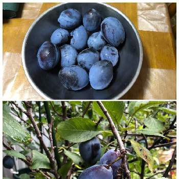 果樹鉢植えの投稿画像一覧 Greensnap グリーンスナップ