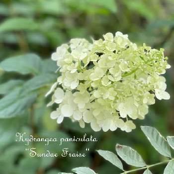 ピラミッドアジサイ サンデーフレーズの投稿画像一覧 Greensnap グリーンスナップ