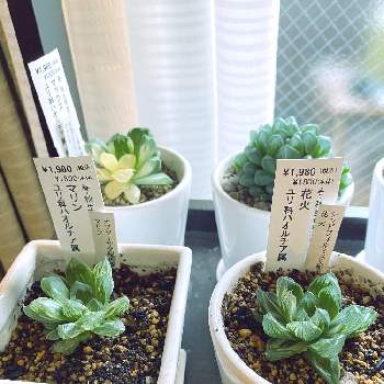 ハオルチア 花火の投稿画像一覧 Greensnap グリーンスナップ ハオルチア 花火の投稿画像一覧 Greensnap グリーンスナップ
