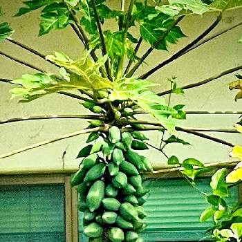 パパイヤの実の投稿画像一覧 Greensnap グリーンスナップ