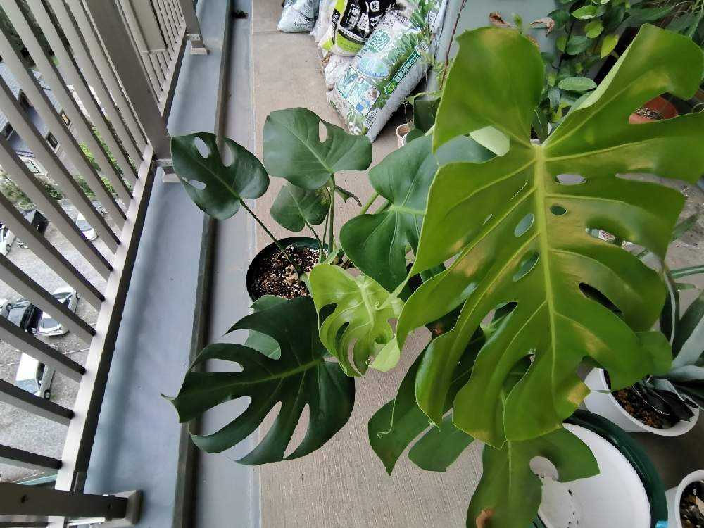 モンステラ巨大化8号 徒長モンステラ巨大化計画2｜🍀GreenSnap