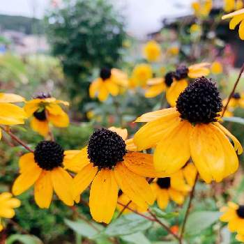 ルドベキア ヒルタの投稿画像一覧 Greensnap グリーンスナップ