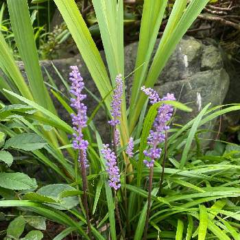 うす紫色の画像 by かっちゃんさん | 小さな庭とヤブランときれいな色❣️と小さな花壇と楽しみ♡と花のある暮らしとかわいいな♡とうす紫色