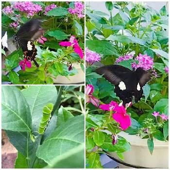 花と蝶々の投稿画像一覧 Greensnap グリーンスナップ