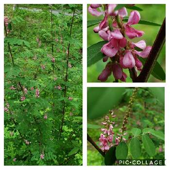 日当たりがいい場所の投稿画像一覧 Greensnap グリーンスナップ