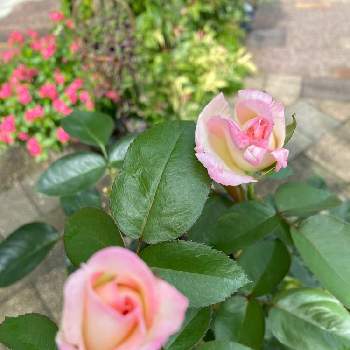 薔薇プリンセスドゥモナコ，の画像 by ピオニーさん | 小さな庭と薔薇プリンセスドゥモナコ，とバラ 鉢植えとバラ夏剪定とプリンセス♡♡とバラの夏剪定とバラを楽しむ