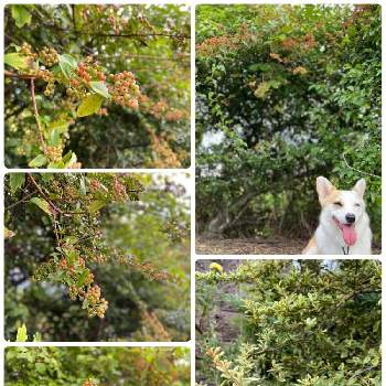 犬と植物の画像 by mahosihoさん | ピラカンサとピラカンサ・ハーレクインと花壇と庭木と散歩道と実のなる木と犬と植物