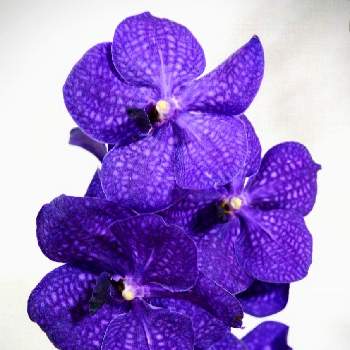 バンダ蘭 の投稿画像一覧 Greensnap グリーンスナップ