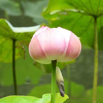 大賀ハスの投稿画像一覧 Greensnap グリーンスナップ