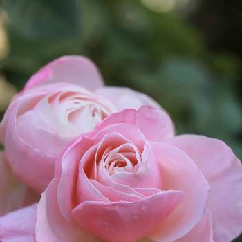 チャーミングの画像 by こまくささん | お出かけ先とオードリーヘップバーンと過去picとばら バラ 薔薇と美しいとチャーミングと優しい色