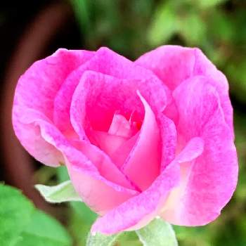 ピンクアイスバーグ☆の画像 by ゆなさん | 小さな庭とバラ・ピンクアイスバーグとばら バラ 薔薇とお花大好き♡とピンクアイスバーグ☆とガーデニング大好き❤️とバラのある暮らしとGSのみなさんに感謝♡とおうち園芸とピンク大好きとピンクワールドへ ようこそと花いろいろとガーデニングと花のある暮らしとバラを楽しむ