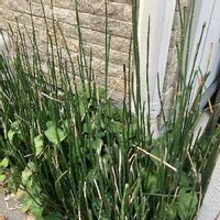 トクサ 木賊 の育て方 剪定や挿し木 株分けの方法は Greensnap グリーンスナップ トクサ 木賊 の育て方 剪定や挿し木 株分けの方法は Greensnap グリーンスナップ