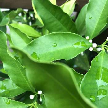 金柑の花 の投稿画像一覧 Greensnap グリーンスナップ