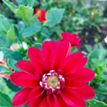 小さな花畑にはの画像 by ニワニハ(^^)♡さん | ダリアと庭には＊♡と小さな花畑にはと咲いた咲いた~♡と赤色♡