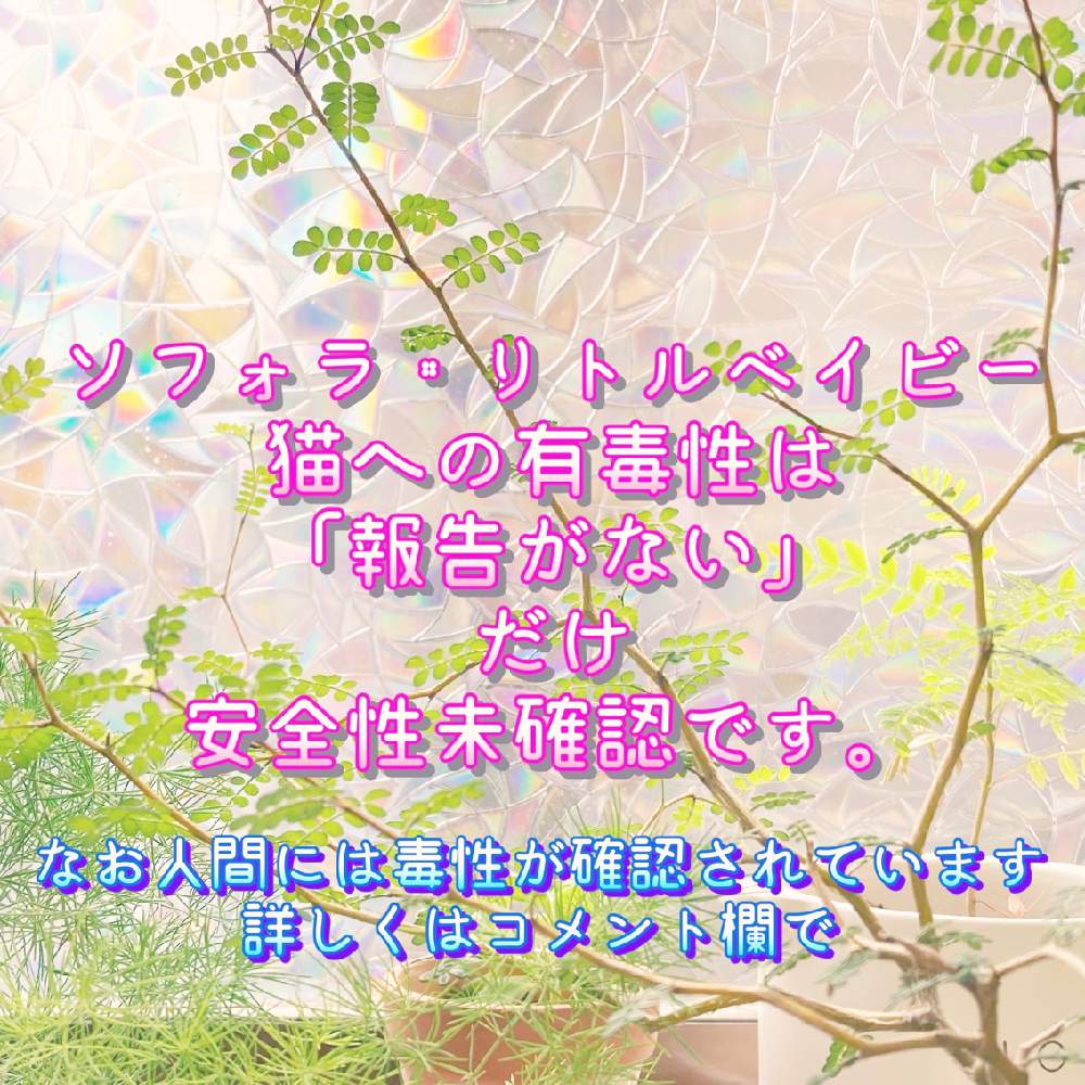 ソフォラ ミクロフィラの投稿画像 By メキさん ソフォラ リトルベイビーと観葉植物と有毒植物と毒草と猫には有毒と部屋と観葉植物と有毒植物と毒草と猫には有毒 21月9月6日 Greensnap グリーンスナップ Greensnap グリーンスナップ