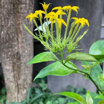 コンロンカ（ハンカチの花）の画像 by ふみえさん | コンロンカ(崑崙花）とコンロンカ（ハンカチの花）