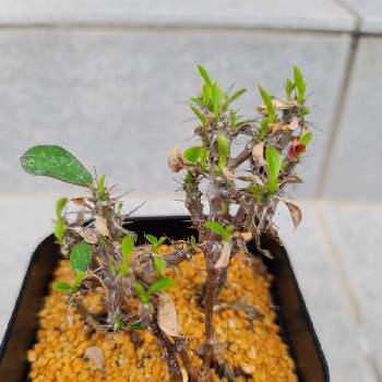 ユーフォルビア ミリーの投稿画像一覧 Greensnap グリーンスナップ