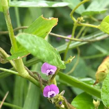 ダイズ属の投稿画像一覧 Greensnap グリーンスナップ