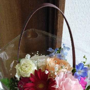 八重トルコききょうの投稿画像一覧 Greensnap グリーンスナップ