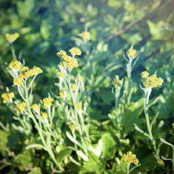  ハハコグサの画像 by シダガスキーさん | お出かけ先と雑草と黄色い花と ハハコグサ