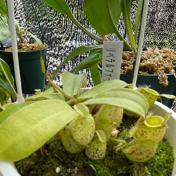ネペンテス・アンプラリアの画像 by 食虫植物と記念Suicaが好きさん | ネペンテス・アンプラリアと食虫植物と食虫植物広め隊