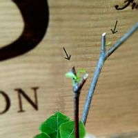 ドウダンツツジの育て方 植え替えや肥料の時期は 鉢植えもできる Greensnap グリーンスナップ ドウダンツツジの育て方 植え替えや肥料の時期は 鉢植えもできる Greensnap グリーンスナップ