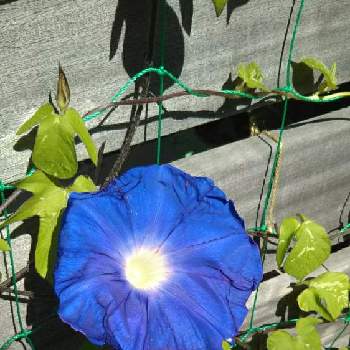 巨大輪朝顔 残月の投稿画像一覧 Greensnap グリーンスナップ