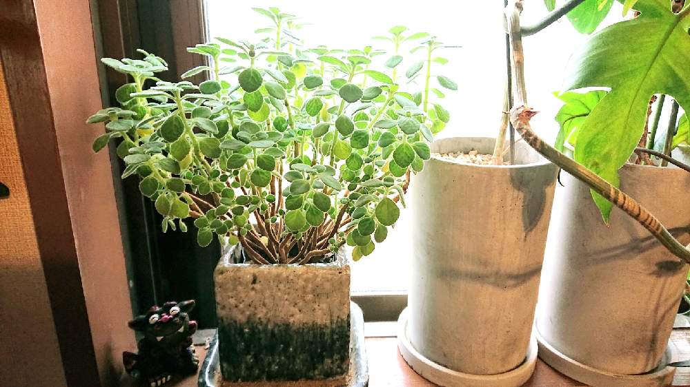 アロマティカス カットして増やす ノ Greensnap グリーンスナップ