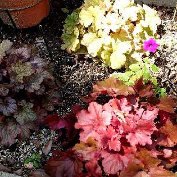 ヒューケラ ミラノの投稿画像一覧 Greensnap グリーンスナップ