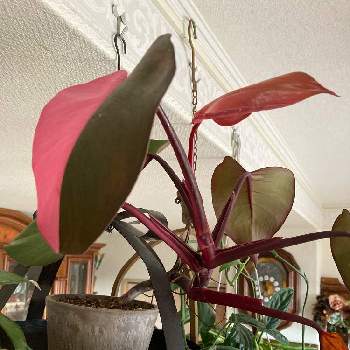 ピンクプリンセスの投稿画像一覧 Greensnap グリーンスナップ