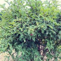 山椒 サンショウ の育て方 鉢植え 地植えの方法は 剪定時期は Greensnap グリーンスナップ