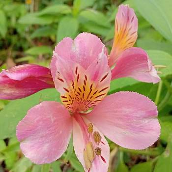 アストロメリアの投稿画像一覧 Greensnap グリーンスナップ